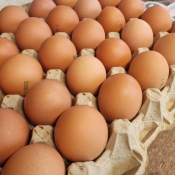 Preview: Freiland Eier Gr. L